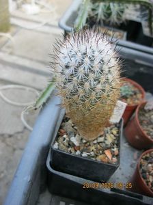 1. -945 Gymnocactus beguinii RS361 d=3 cm 20 lei