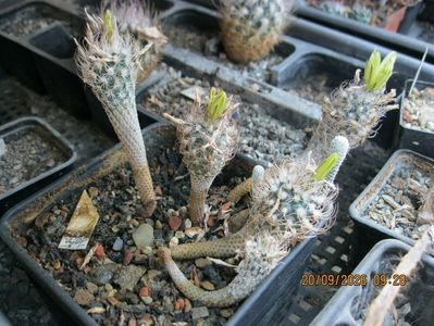 3. -Turbinicarpus krainzianus v.minimus h=4-5 cm , d=1 cm 18 lei
