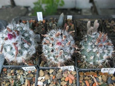 4. -960 Gymnocactus viereckii Los Ebanos, TAM d=2 cm 20 lei