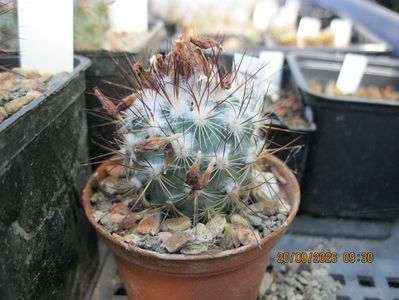 5. -961 Gymnocactus viereckii ssp.neglectus LAU1149 d=2 cm 20 lei