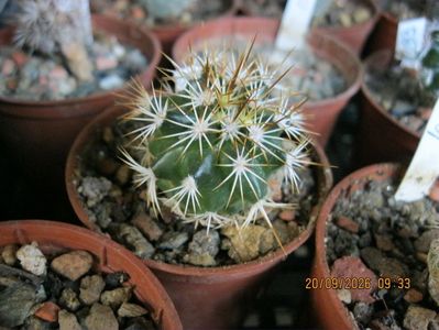 8. - 1033-1081Gymnocactus horripilus FH53 d=2-3 cm 25 lei