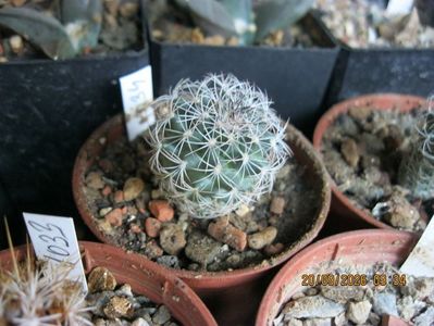 9. -1034 Gymnocactus saueri RS656 d=2 cm 20 lei
