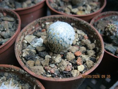 10. -1060 Turbinicarpus valdezianus d=1,5 cm 20 lei