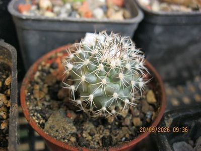 11. -1049 Gymnocactus viereckii ssp.reconditus d=2 cm 20 lei