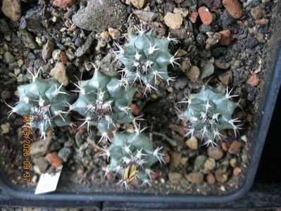 19. - 1056 Turbinicarpus swobodae d-1 cm 10 lei