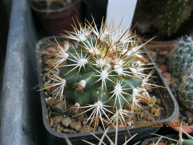 14. -934 Gymnocactus horripilus FH53 d=3 cm 25 lei