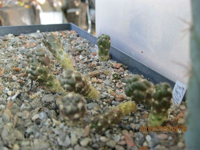 15. -1053 Cintia knizei h=1,5-2 cm d=0,6-1 cm 15 lei
