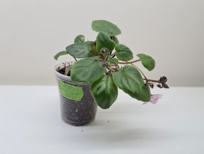 Rob s Vanilla Trail 20