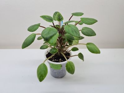 Pink Mint 25
