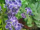 duranta repens