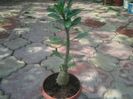 adenium Kaleidoscope