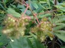 seminţe de mimosa pudica