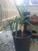 yuca