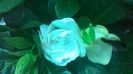 WP_20140828_09_59_22_Pro