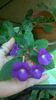 WP_20140828_10_42_32_Pro