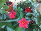 dipladenia rosie