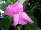 dipladenia roz