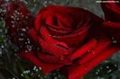 rose005-1024x680