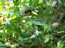 DSCN7594
