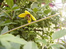Clematis Tangutica-Golden Tiara-
