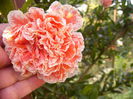 Punica Granatum