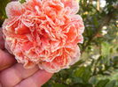 P1230047