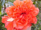 P1230048