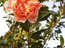 P1230054