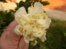 P1230066