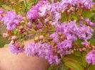 Lagerstroemia-flori parfumate-