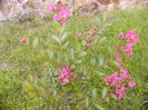 Lagerstroemia Indica-Wathermelon-