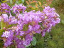 Lagerstroemia indica fl. lila parfumate