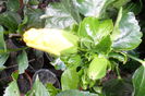 Picture 035