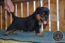 Pui Rottweiler de vanzare