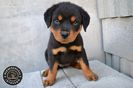 pui_rottweiler_010_orig