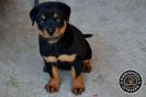 Pui Rottweiler de vanzare