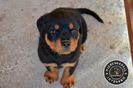 Pui Rottweiler de vanzare