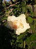 DSCF0018