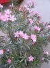 DSCF0021
