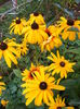 DSCF0034