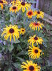 DSCF0035