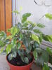 DSCF0040