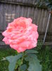 DSCF0046