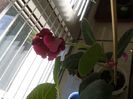 esenia