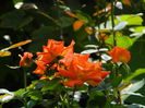 DSCN7794