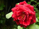 DSCN7797