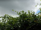 DSCN7800