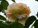 DSCN7803