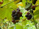 DSCN7804