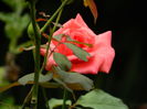 DSCN7805